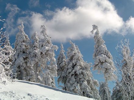 verschneiter Hang und verschneite Bäume bei wolkigem Himmel