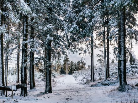 Ein verschneiter Wanderweg am Wurmberg.