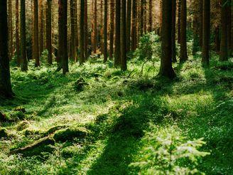 Sieben auf einen Streich